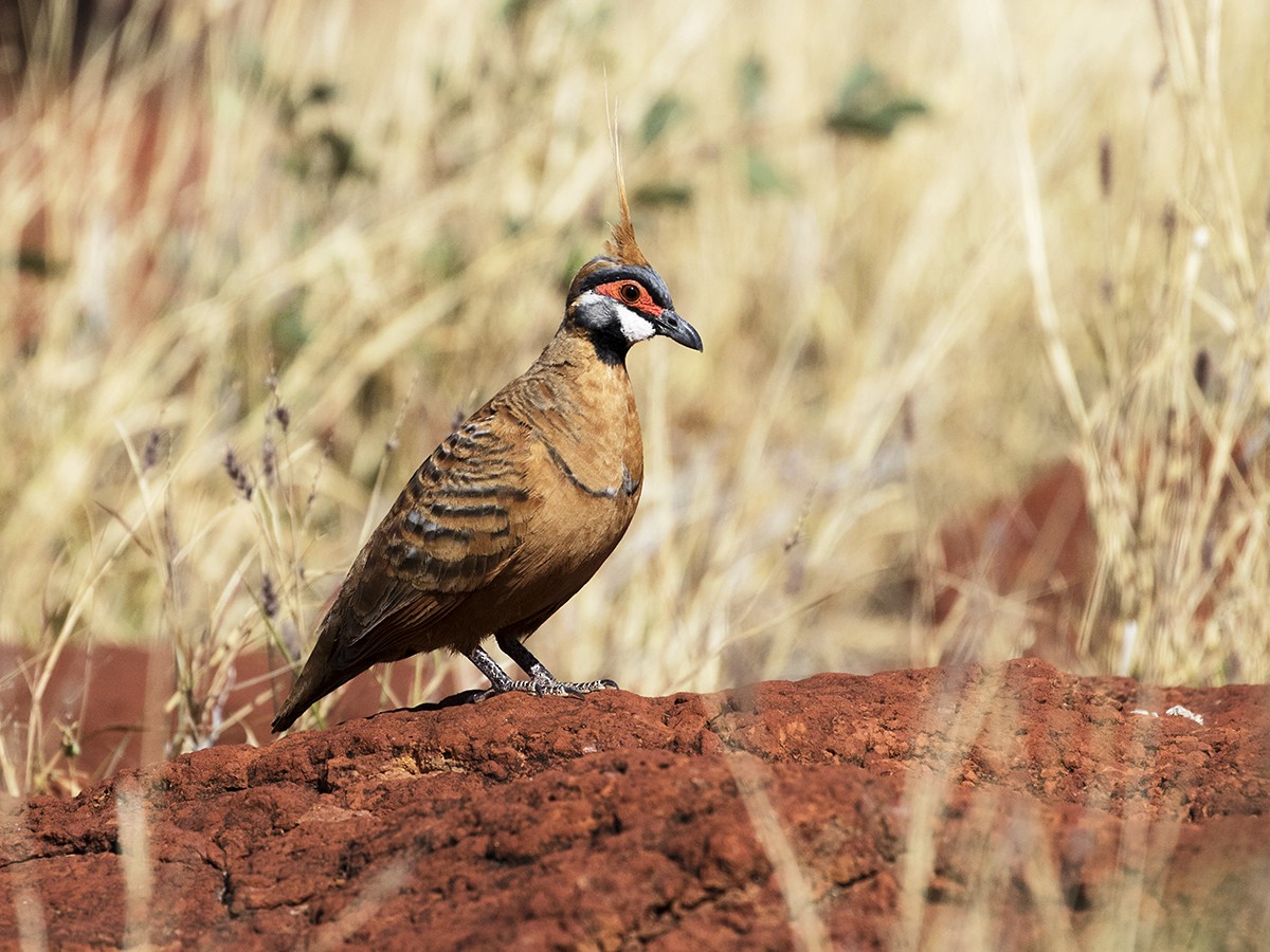 Spinifex Pigeon (Rufous-bellied) - ML206219901