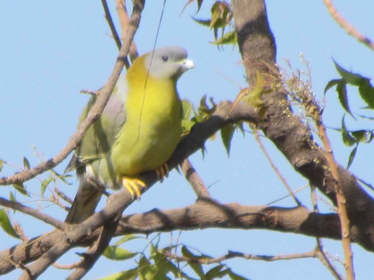 Yellow-footed Green-Pigeon - ML206219981
