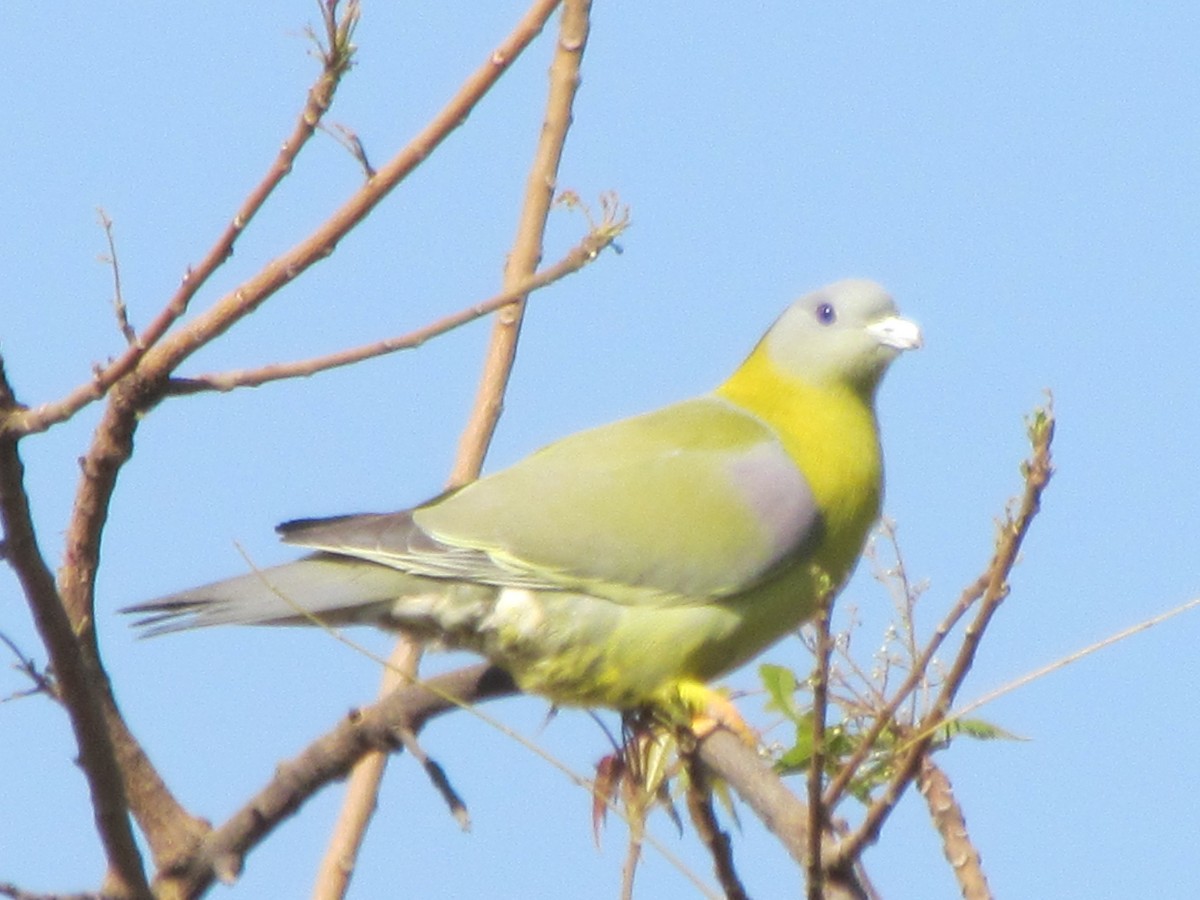 Yellow-footed Green-Pigeon - ML206220001