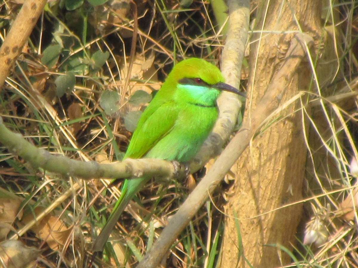 Asian Green Bee-eater - ML206220031