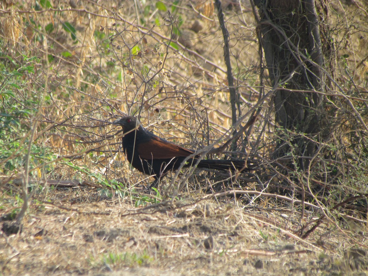 Greater Coucal - ML206220211