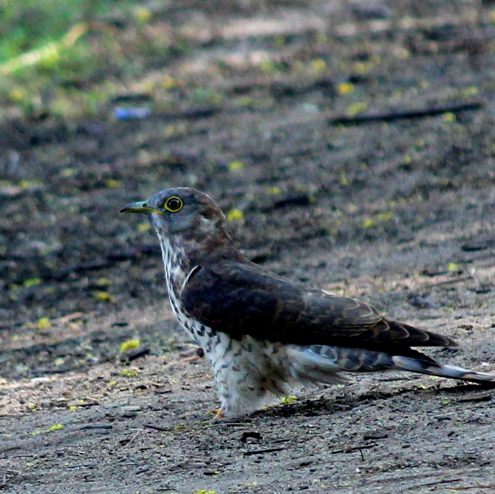 Common Hawk-Cuckoo - ML206220821