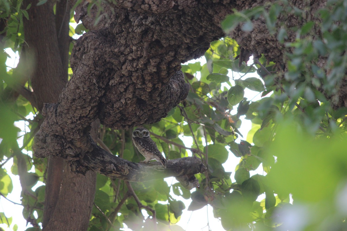 Spotted Owlet - ML206220981