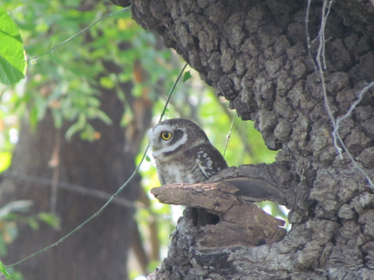 Spotted Owlet - ML206221151