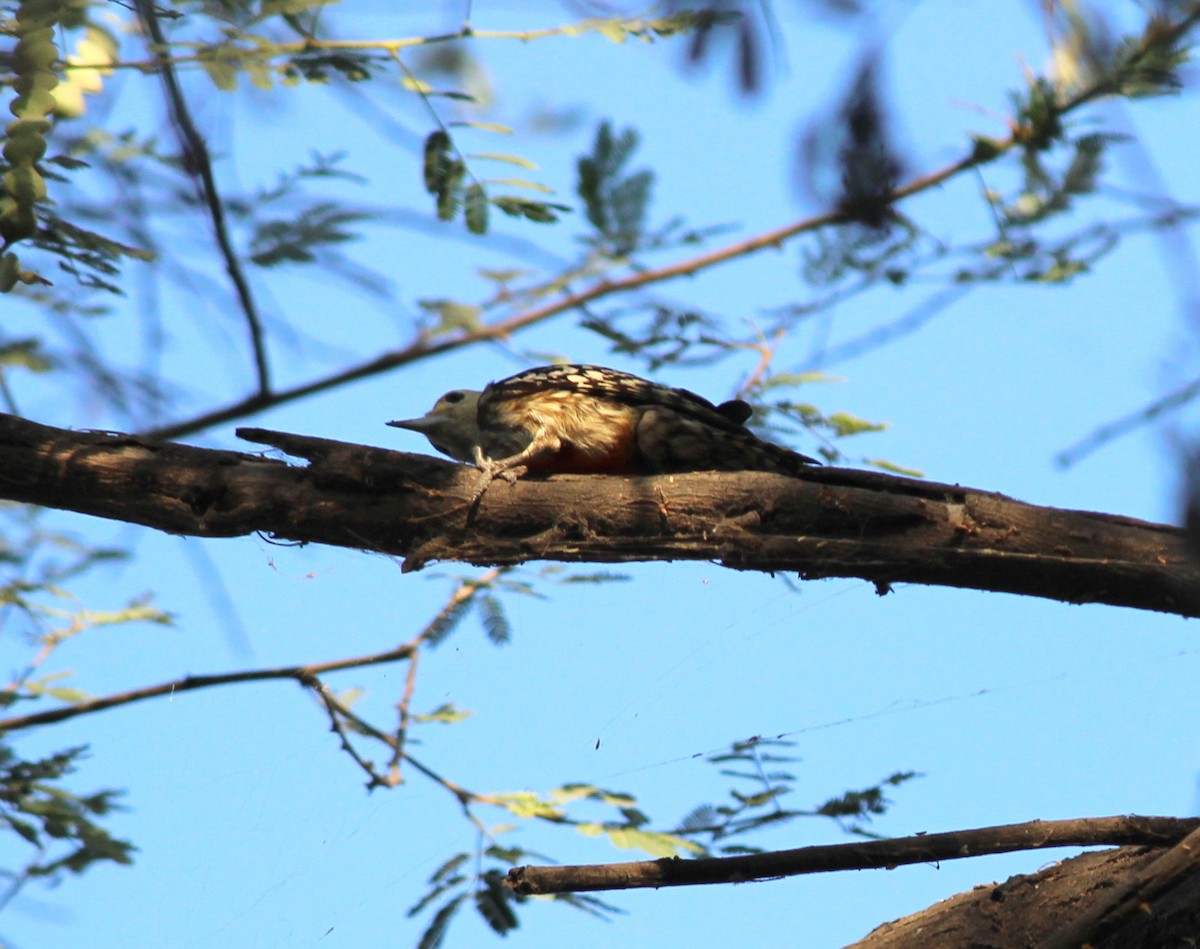 Yellow-crowned Woodpecker - ML206221181
