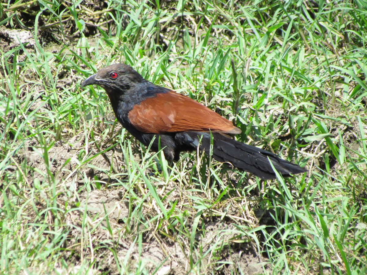 Greater Coucal - ML206222741
