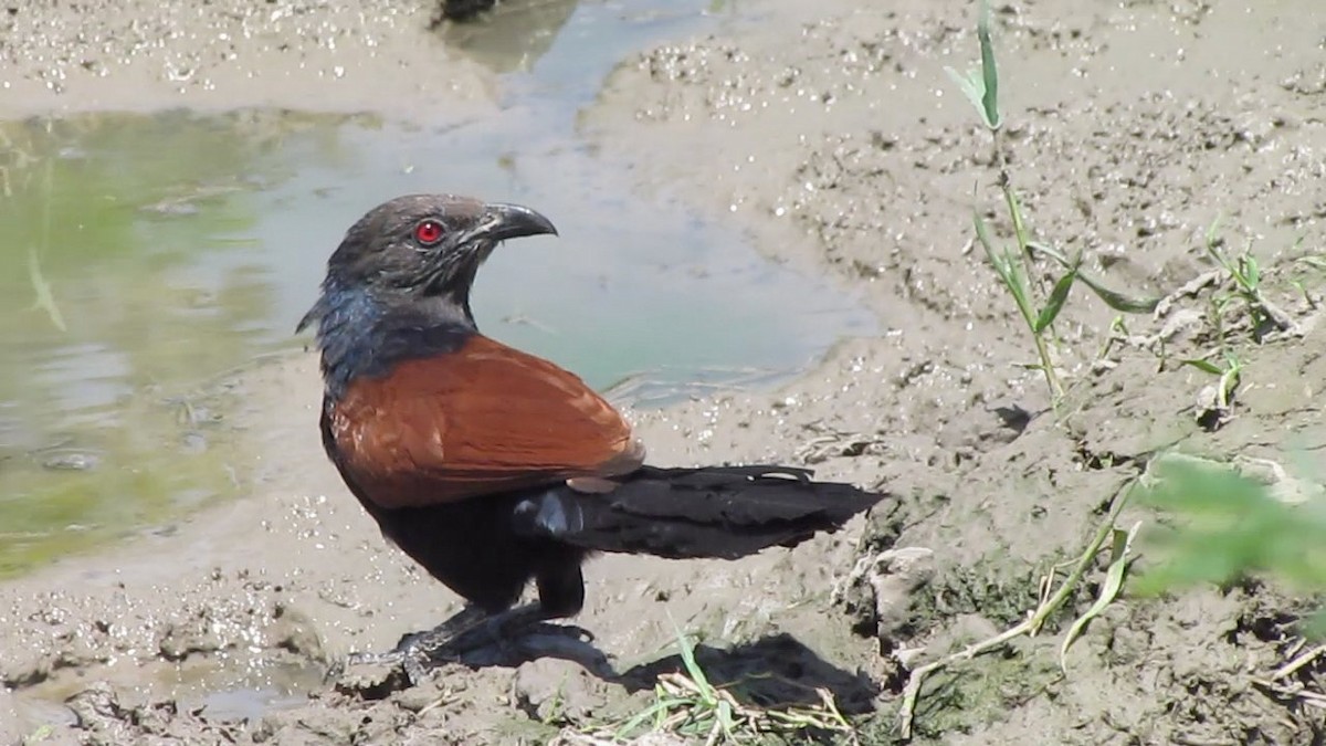 Greater Coucal - ML206222751