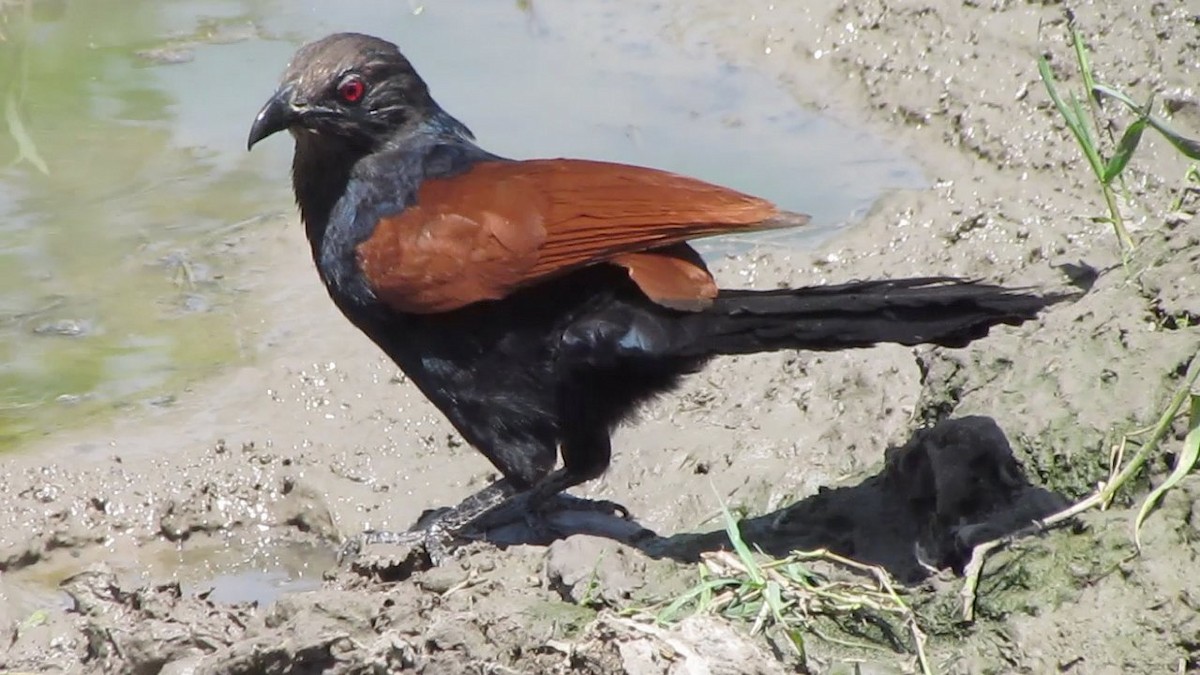 Greater Coucal - ML206222761