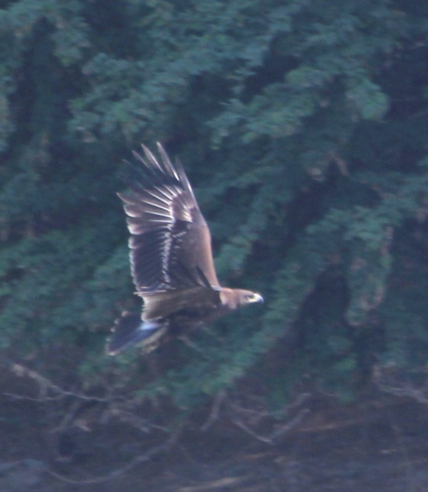 Greater Spotted Eagle - Rajubhai Patel