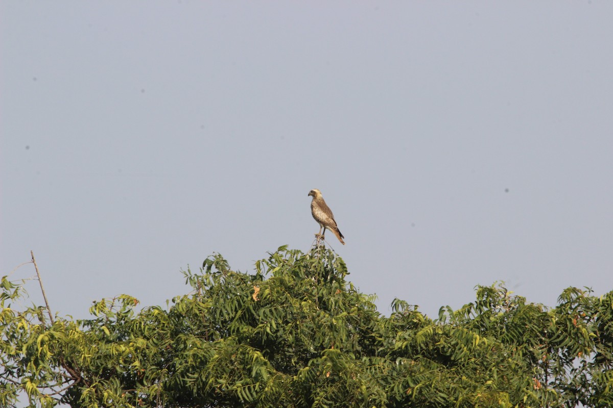 Short-toed Snake-Eagle - Rajubhai Patel