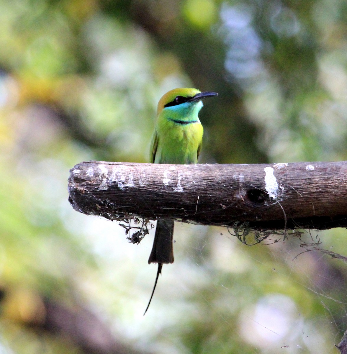 Asian Green Bee-eater - ML206224701