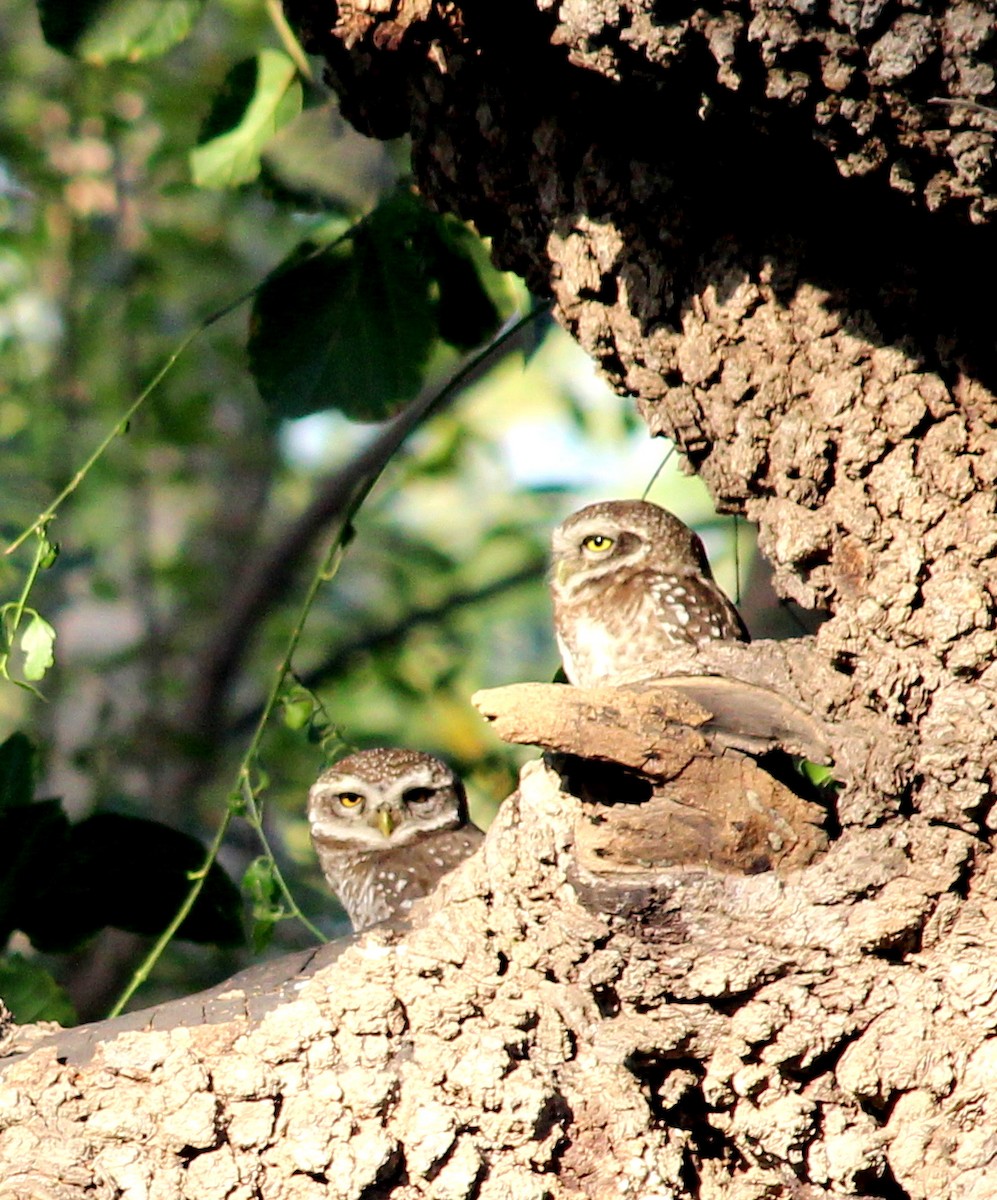 Spotted Owlet - ML206226851
