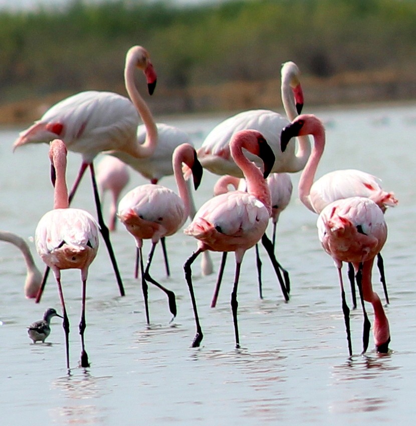 Lesser Flamingo - Rajubhai Patel