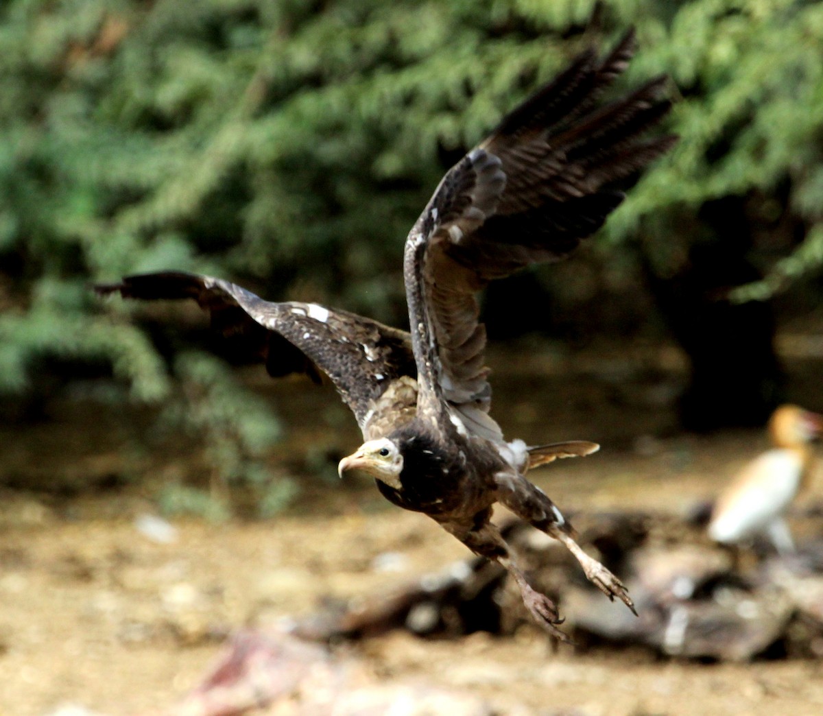 Egyptian Vulture - Rajubhai Patel