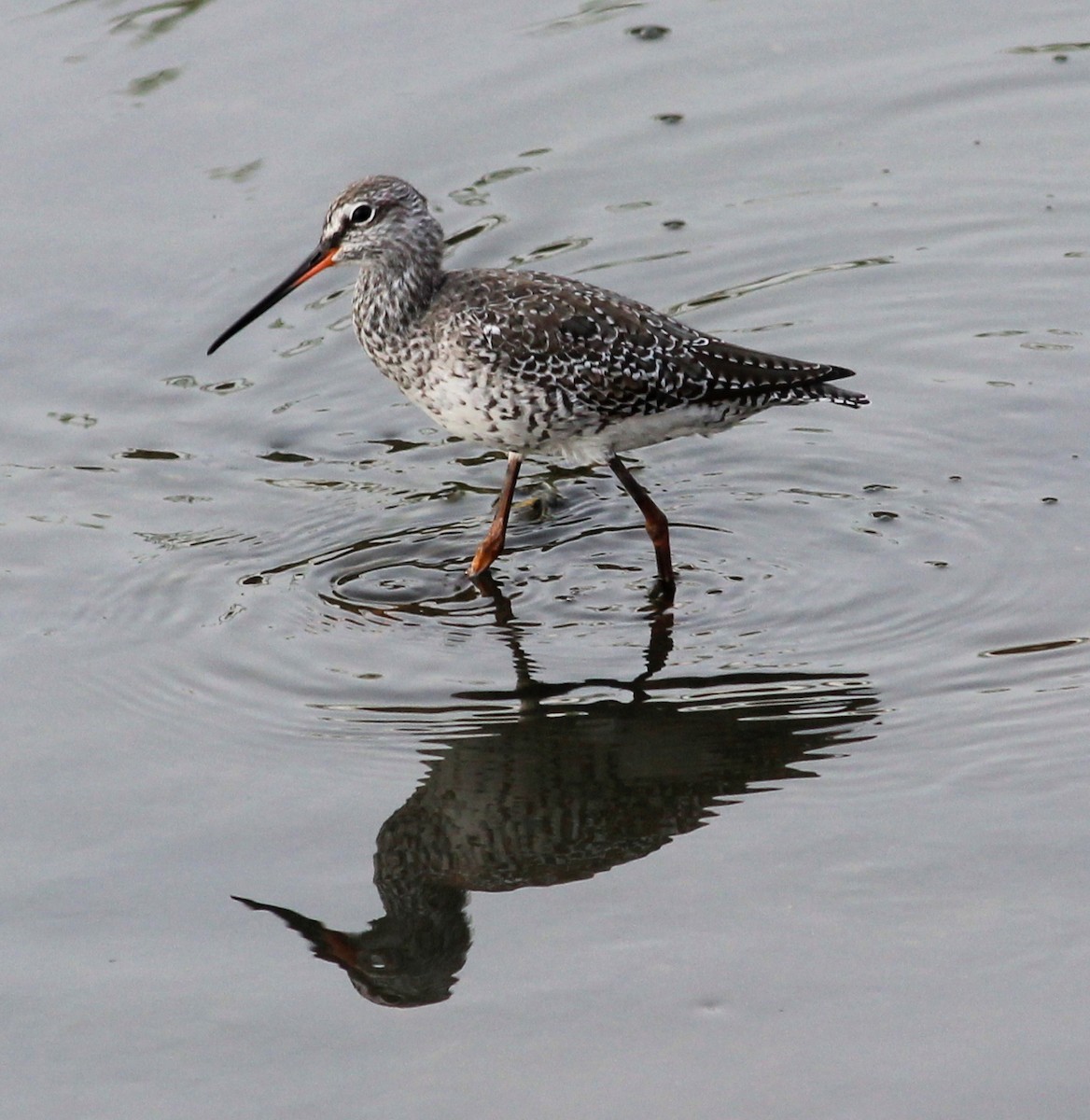 Spotted Redshank - ML206227671