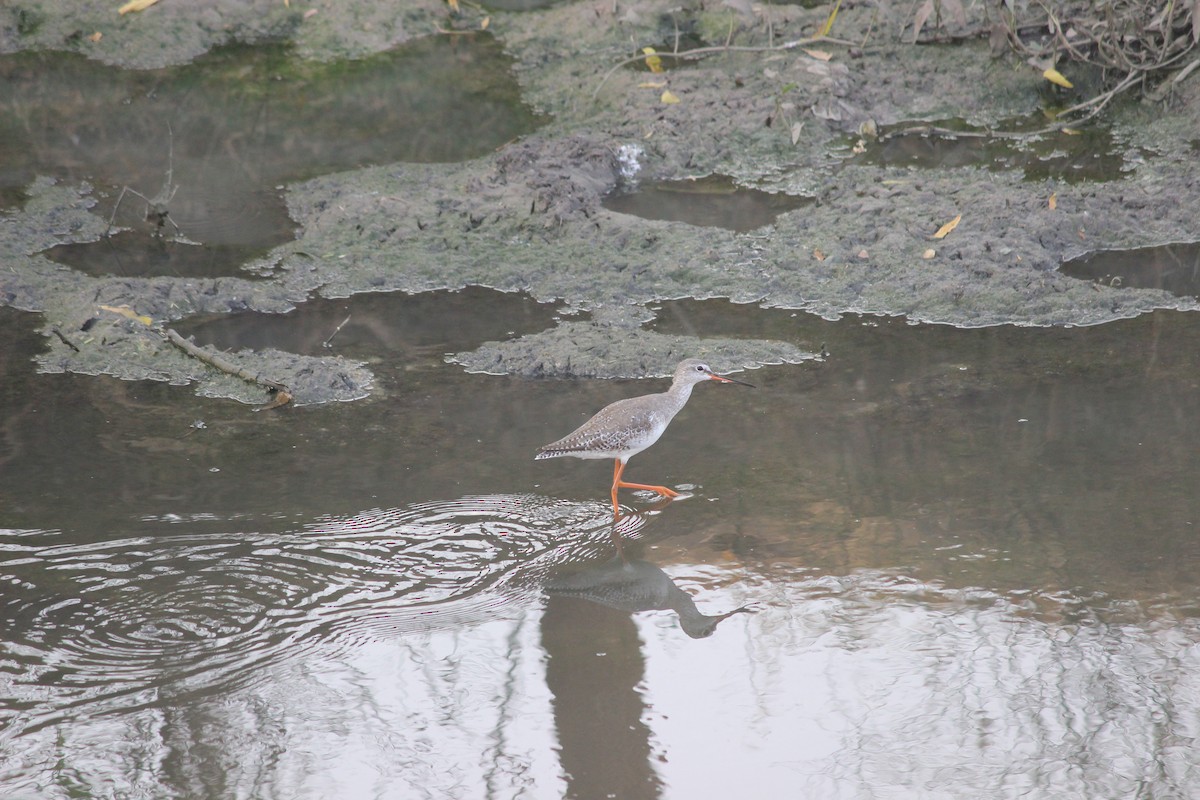 Spotted Redshank - ML206227691