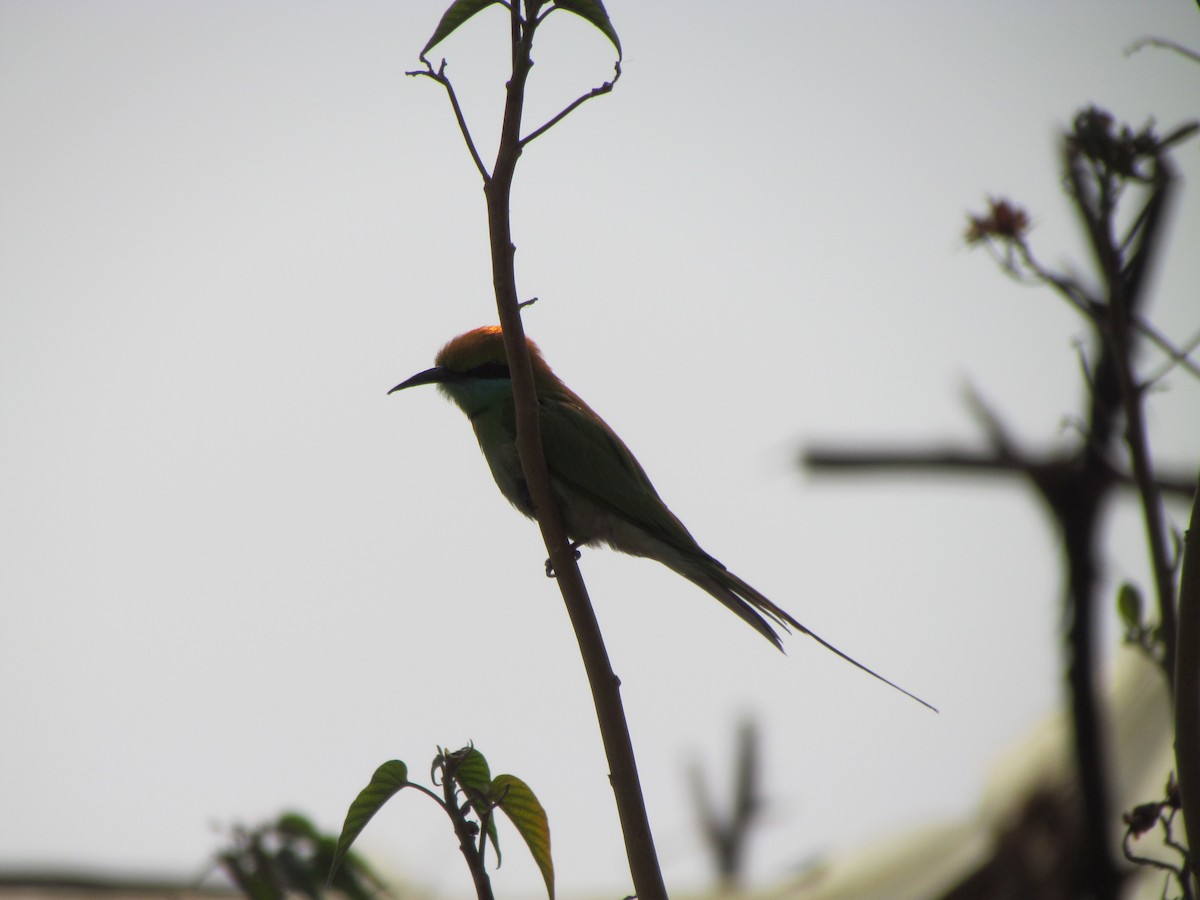 Asian Green Bee-eater - ML206228321