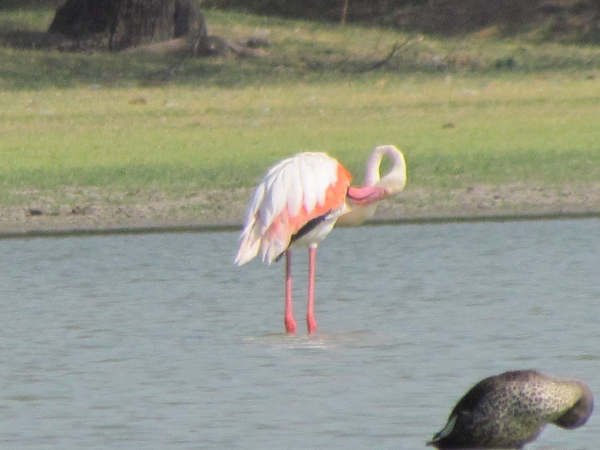 Greater Flamingo - ML206228451