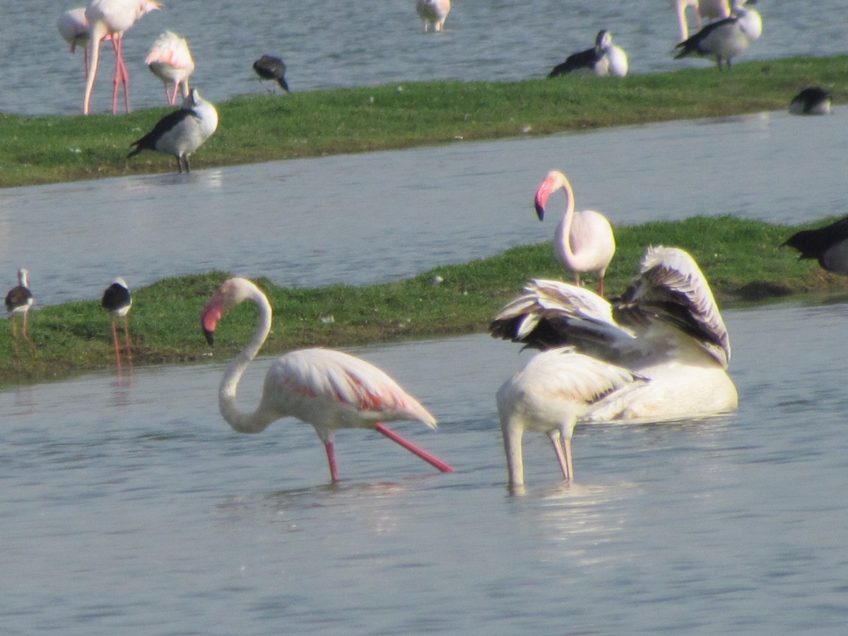 Greater Flamingo - ML206228461