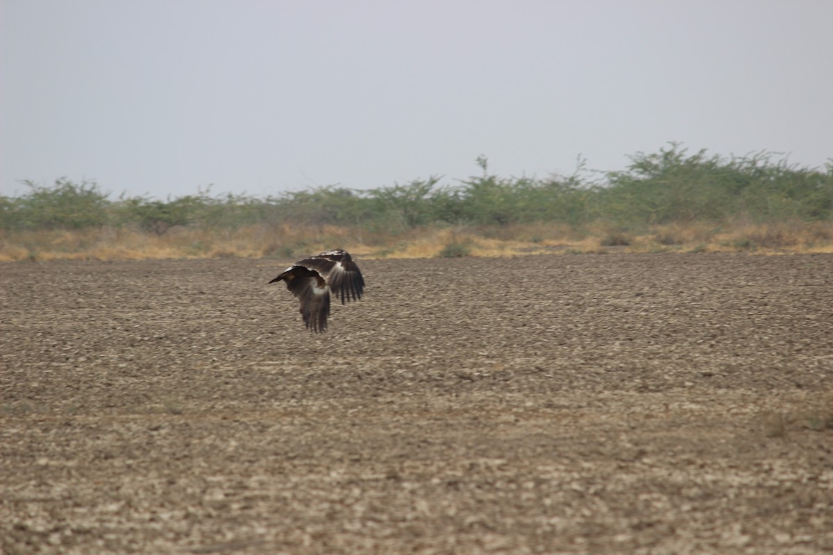 Greater Spotted Eagle - Rajubhai Patel