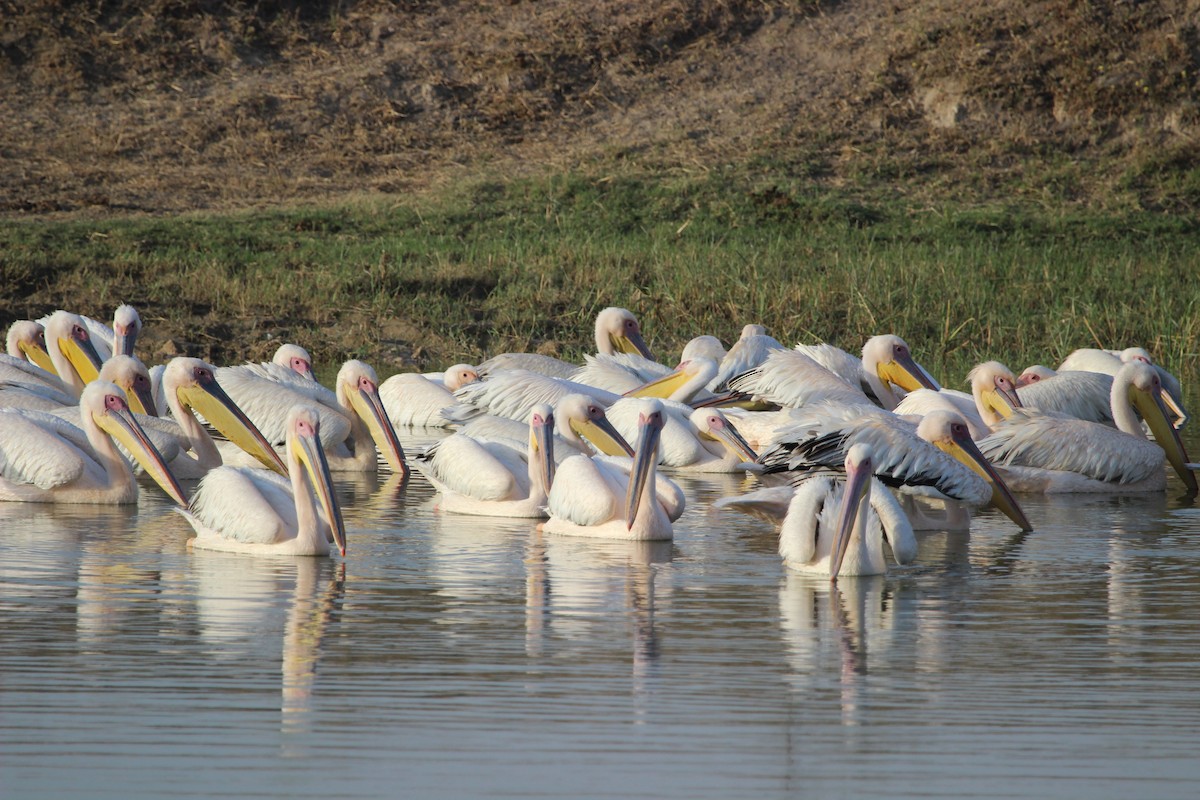 Great White Pelican - Rajubhai Patel