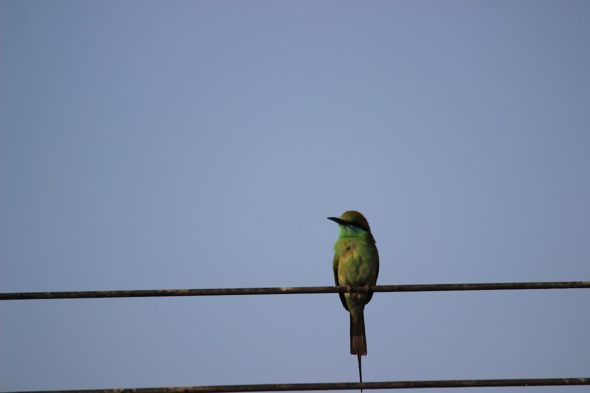 Asian Green Bee-eater - ML206230481