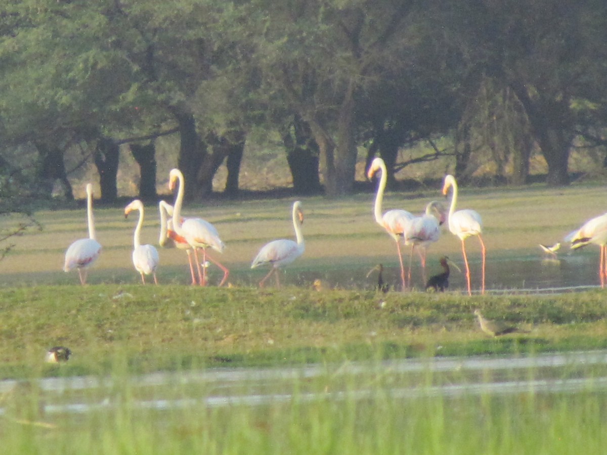 Greater Flamingo - ML206230781