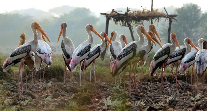 Painted Stork - Rajubhai Patel