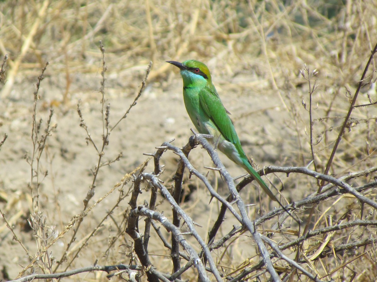 Asian Green Bee-eater - ML206232471