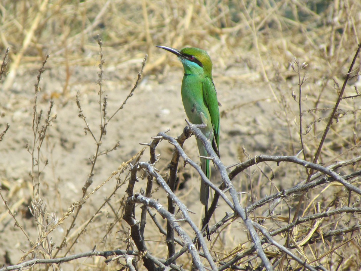 Asian Green Bee-eater - Rajubhai Patel