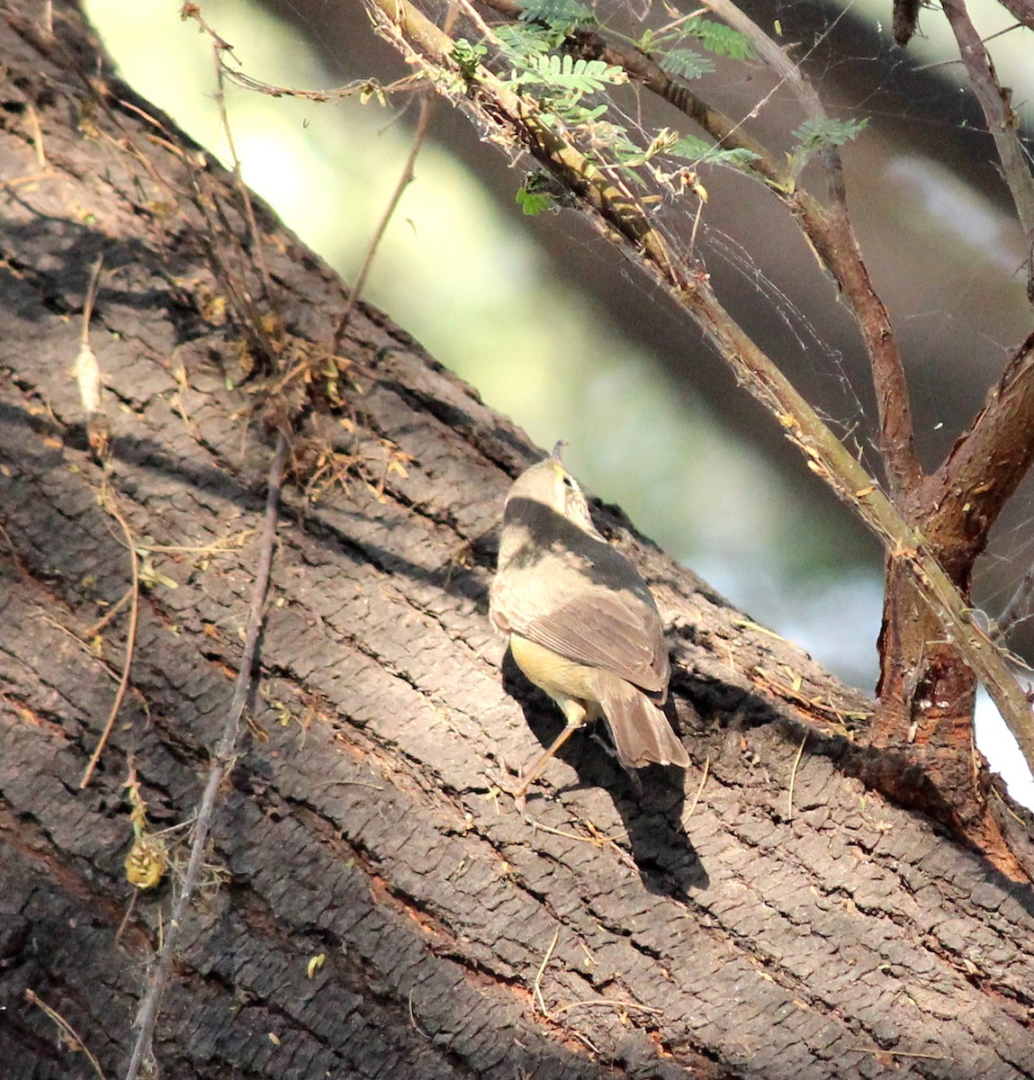 Sulphur-bellied Warbler - Rajubhai Patel