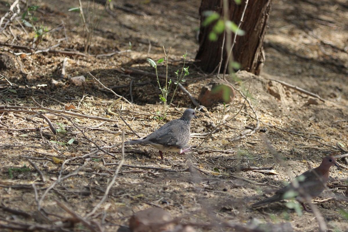 Spotted Dove (Western) - Rajubhai Patel