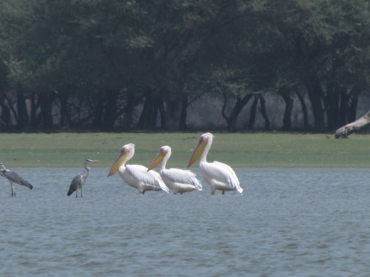 Great White Pelican - Rajubhai Patel