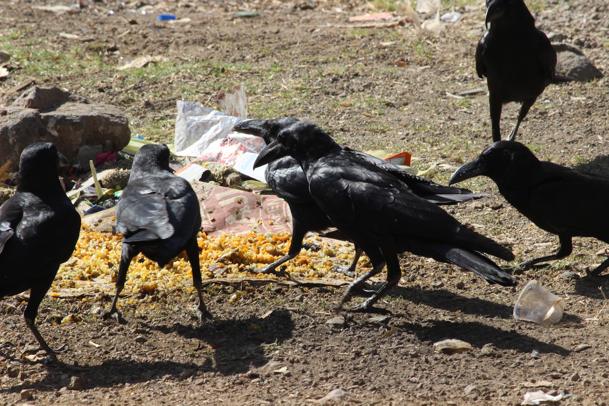Large-billed Crow - Rajubhai Patel