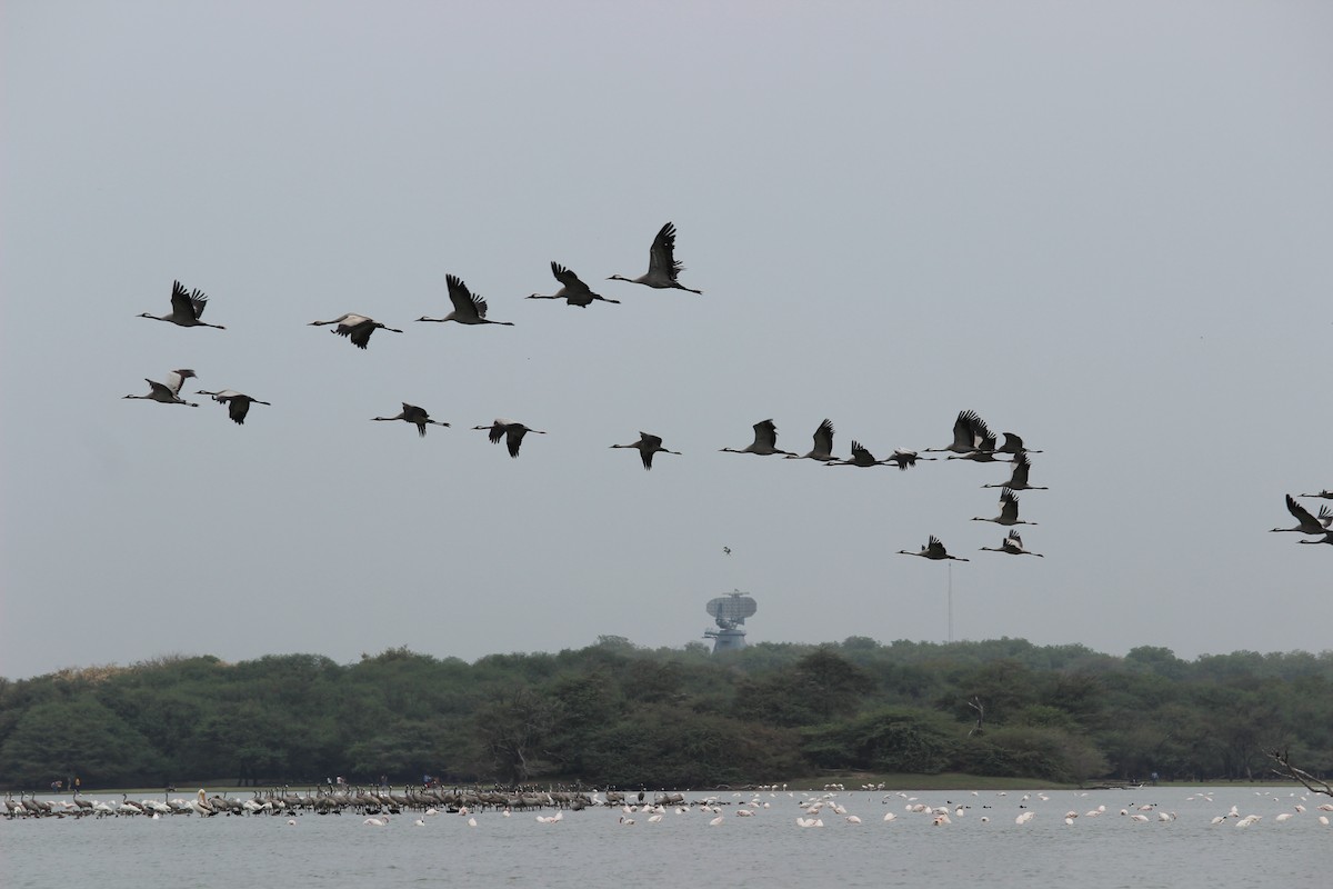 Common Crane - Rajubhai Patel
