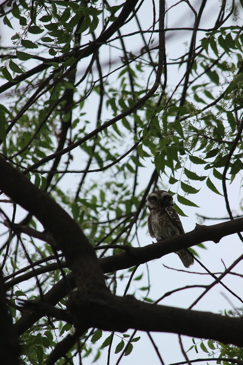 Spotted Owlet - ML206237731