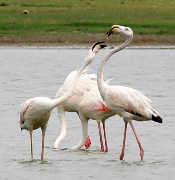 Greater Flamingo - ML206237811