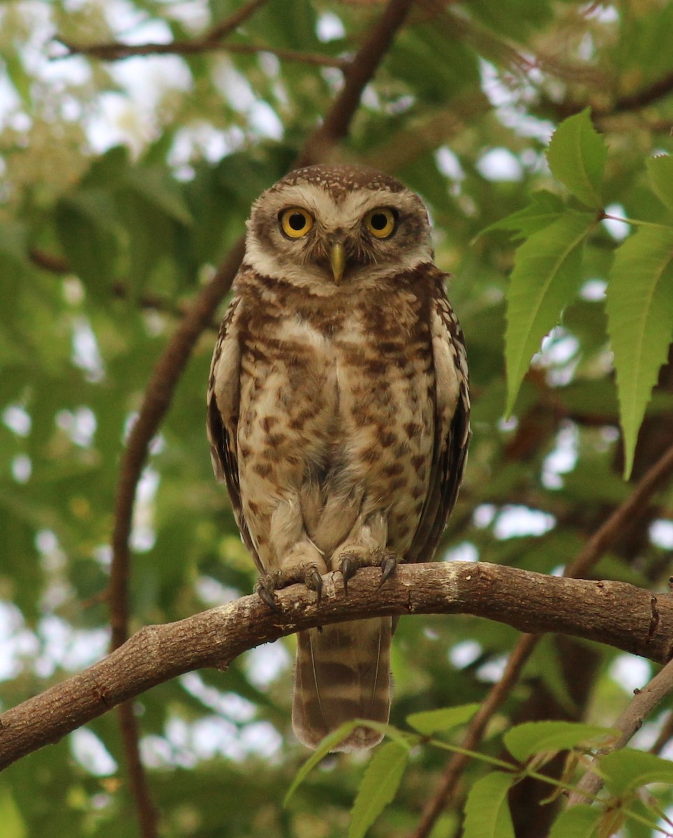 Spotted Owlet - ML206238181