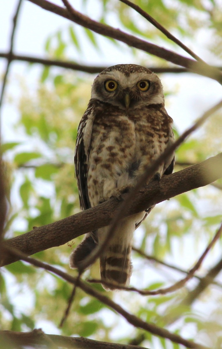 Spotted Owlet - ML206238221