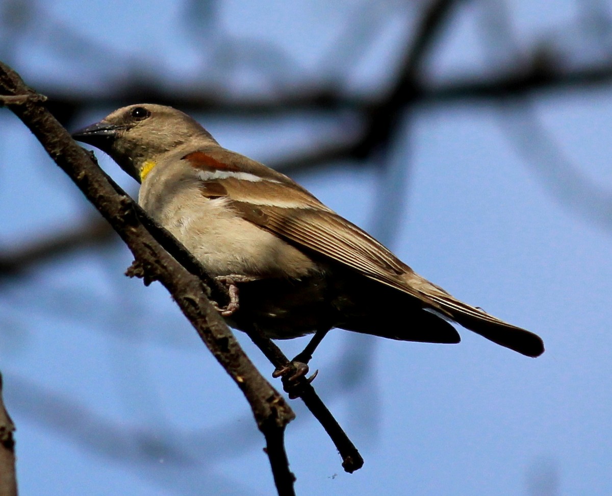 Yellow-throated Sparrow - Rajubhai Patel