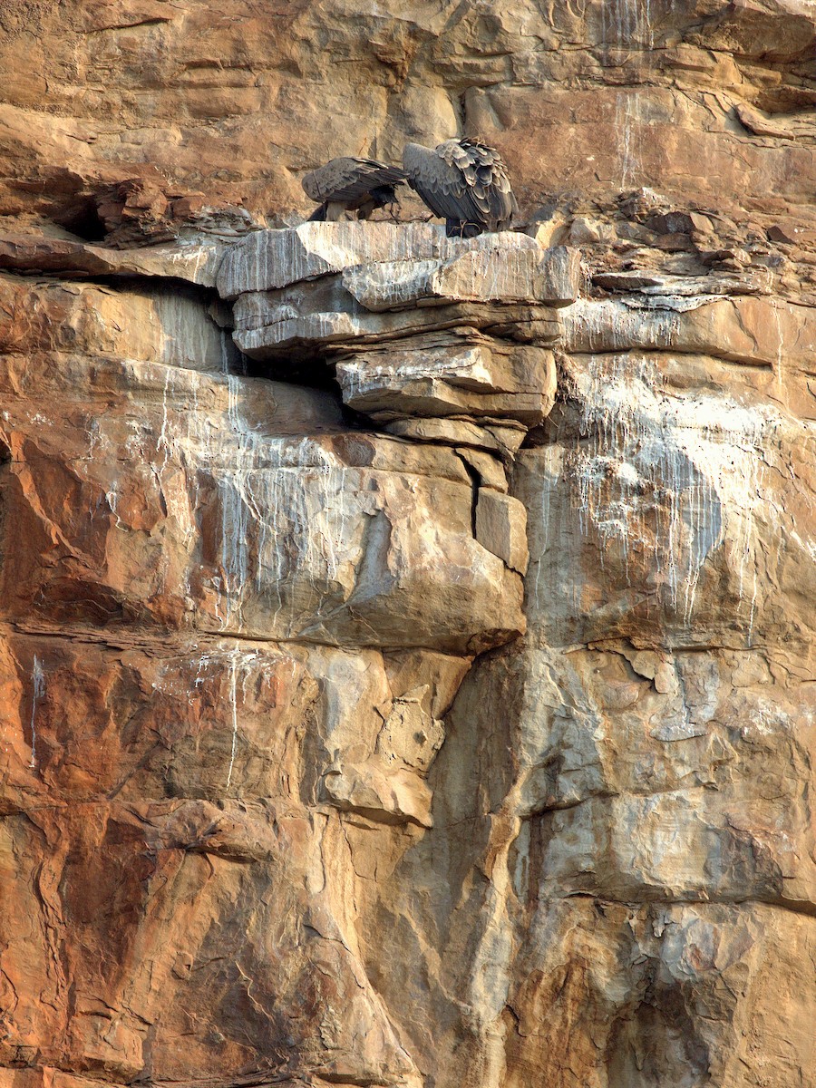 Indian Vulture - ML20623891