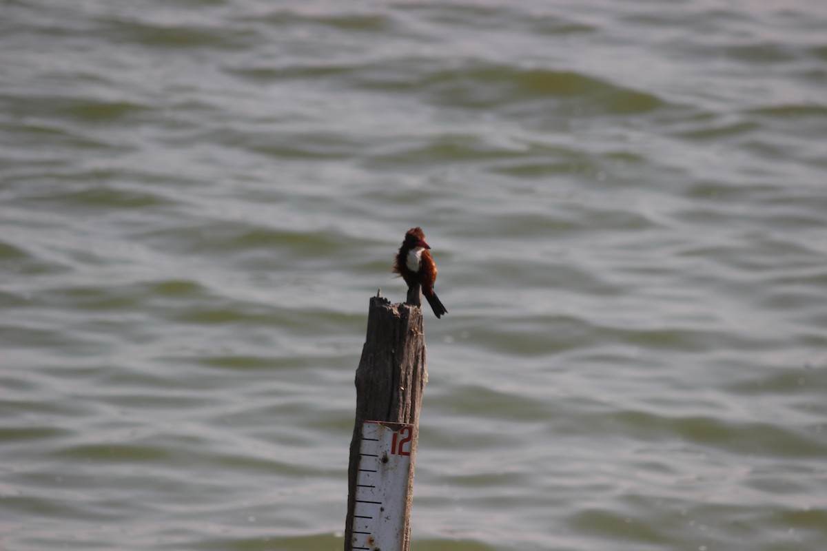 White-throated Kingfisher - Rajubhai Patel