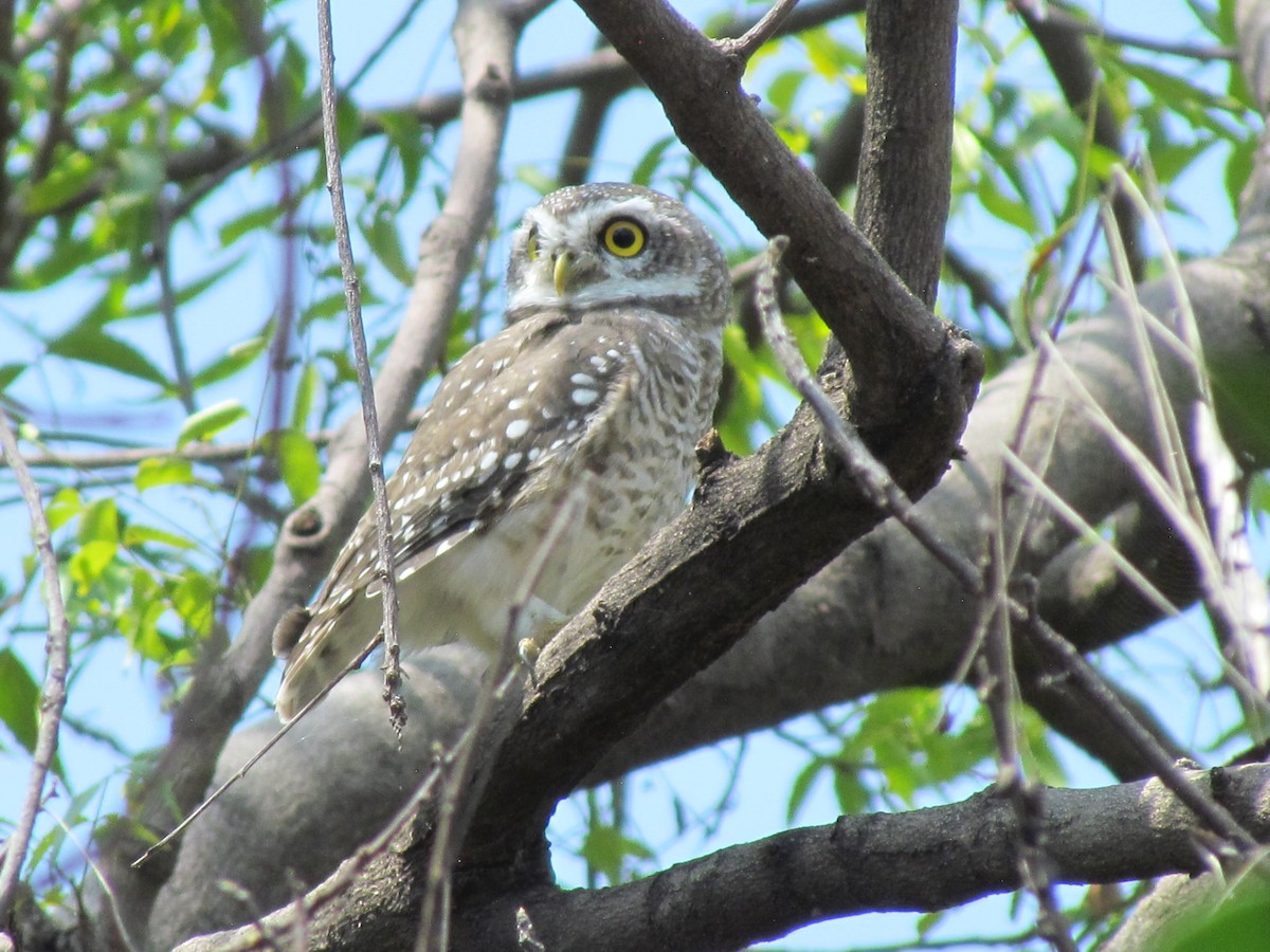 Spotted Owlet - ML206240091
