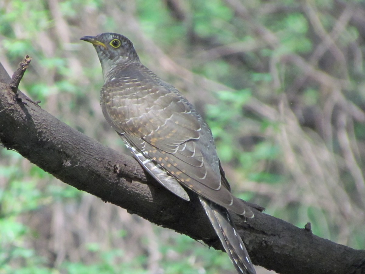 Common Cuckoo - ML206240431