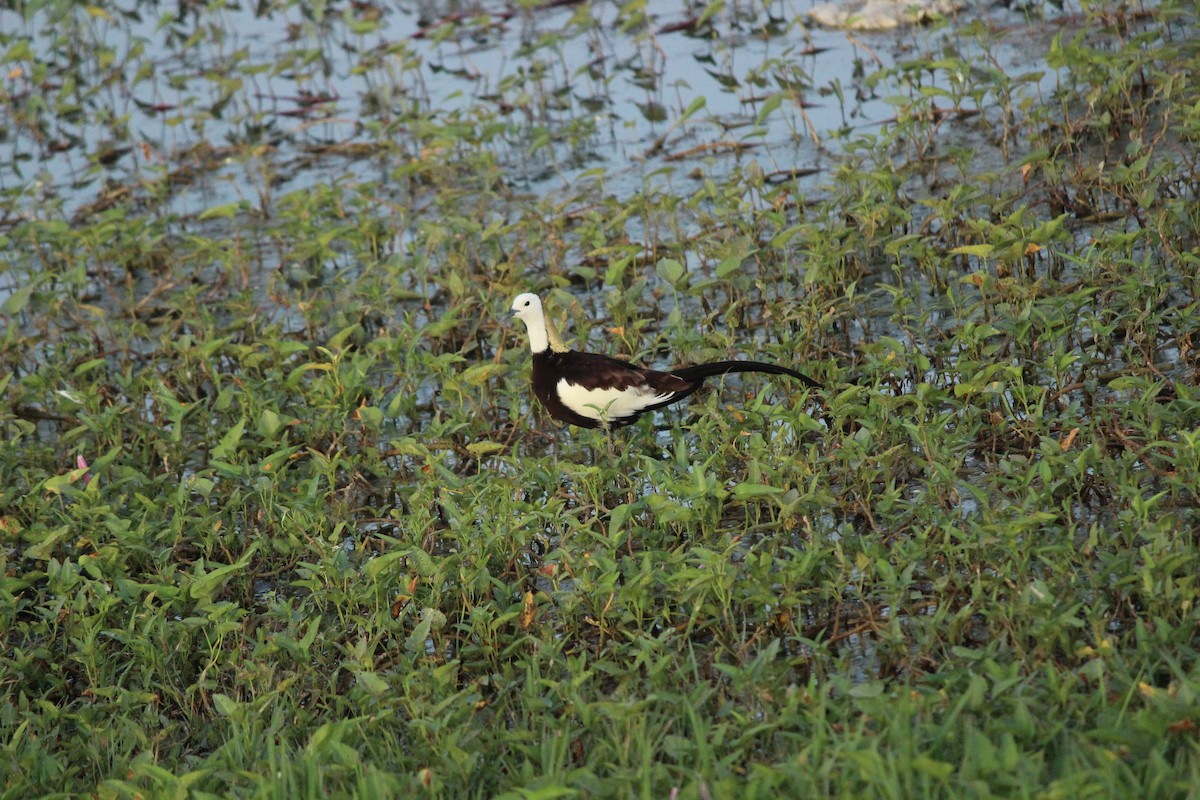 Pheasant-tailed Jacana - ML206240641