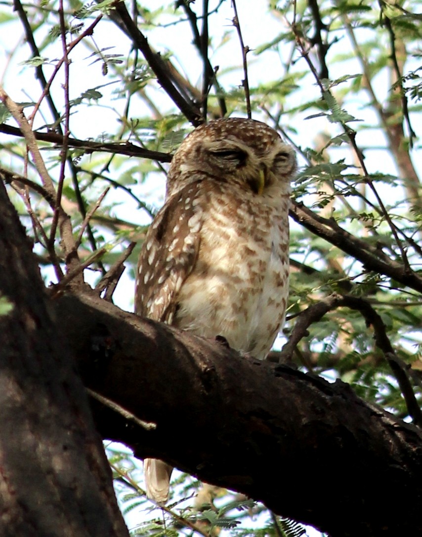 Spotted Owlet - ML206240911
