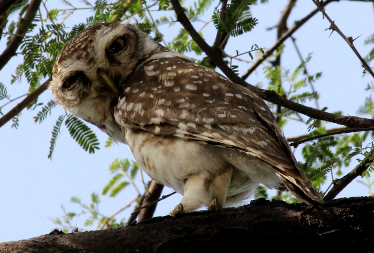 Spotted Owlet - ML206240931