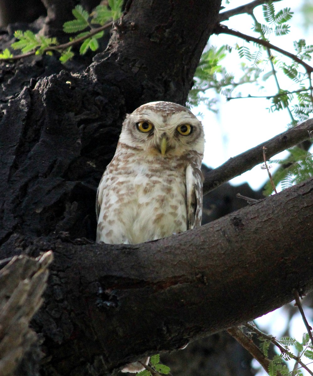 Spotted Owlet - ML206240971