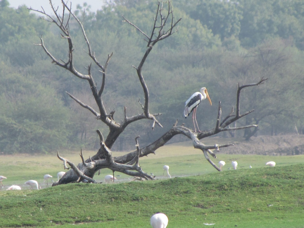 Painted Stork - Rajubhai Patel