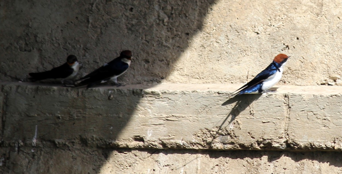 Wire-tailed Swallow - ML206242271